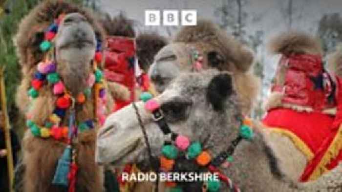 Three camels star in school nativity