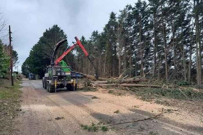 Latest pictures as huge road to remain shut after 70 trees fell during Storm Darragh