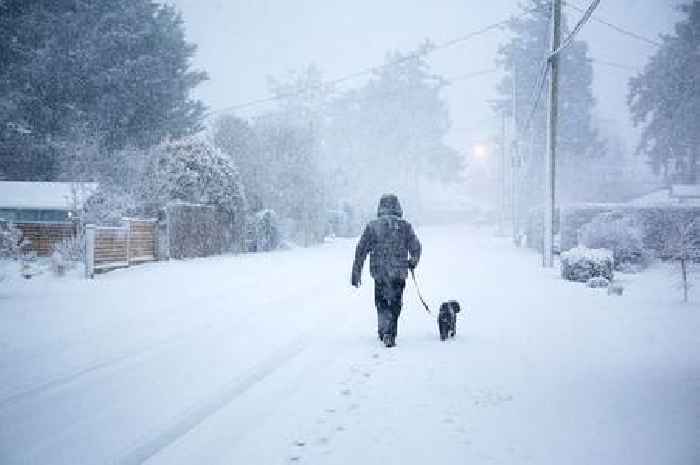 Exact temperature you should stop walking your dog outside – what to do instead