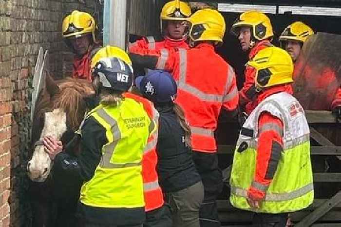 Howard the horse rescued by Cambridgeshire firefighters after getting stuck between walls