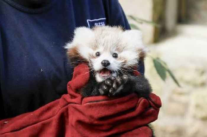 Edinburgh Zoo in desperate plea against Hogmanay fireworks after baby red panda death