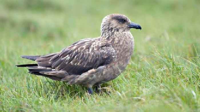 Seabird recovery 'painfully slow' after threatened species hit by killer bird flu