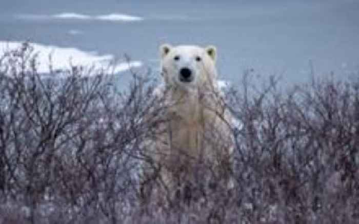 Trouble in Arctic town as polar bears and people face warming world