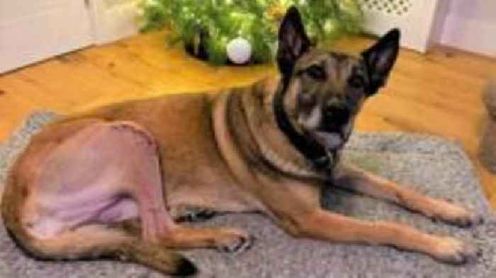 Ex-police dog home for Christmas thanks to charity