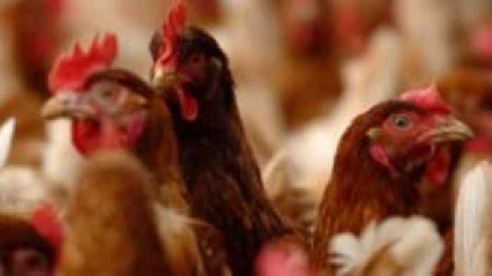 Norfolk has 8 of the 11 bird flu cases in England