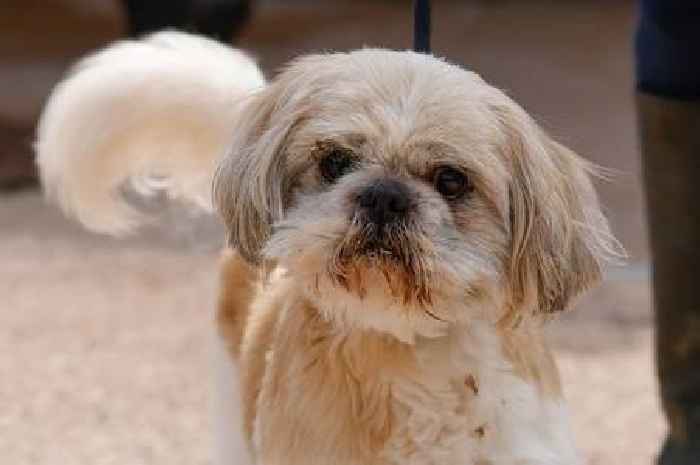 Savage 'pit-bull' dog attack in Cheltenham leaves shih tzu with serious stomach wounds