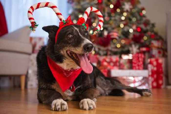 Vet warns ingredient in common Christmas treat could be fatal for dogs