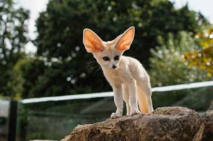 Devastation at Longleat after death of baby fox