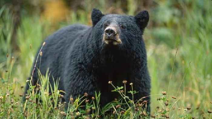 Hunter dies after bear shot in tree falls on him