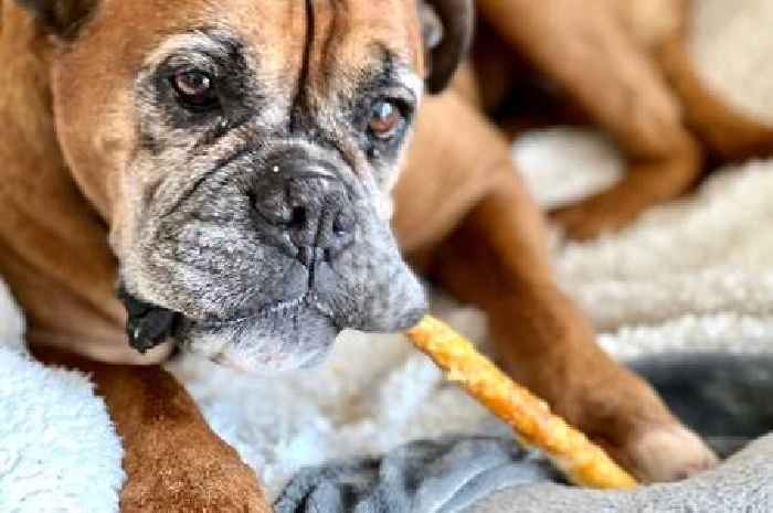 Warning over popular dog treat laced with 'toxic chemicals and bleach'