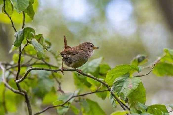 Urgent warning to anyone with robins, magpies and blackbirds in their garden