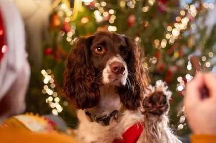 Dog owners in England warned to remove common Christmas dog treat from homes