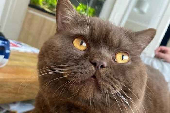 'Horrible' as 'good boy' British shorthair cat shot with air rifle and left for dead