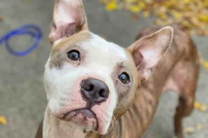 Dog so skinny you can see his bones found shivering at bus shelter – and needs new home