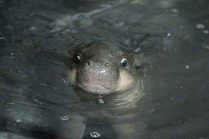 Edinburgh Zoo's viral sensation Haggis the pygmy hippo makes a splash during winter swim