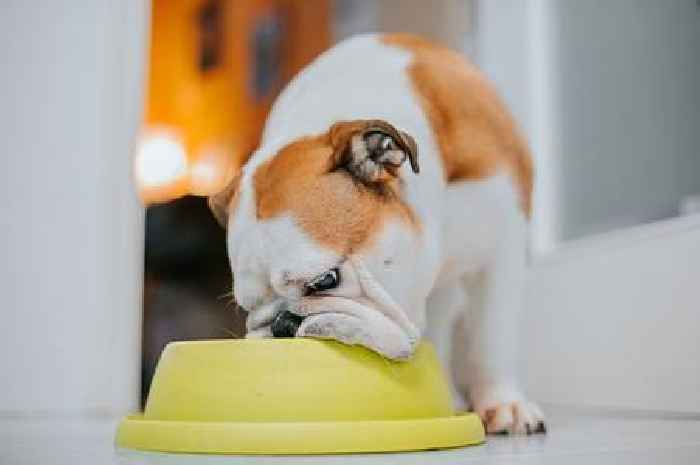 Fifth of dog owners have considered shoplifting dog food over cost