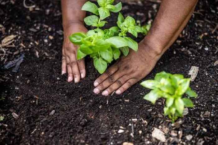 Gardeners told to sprinkle cinnamon in their garden in December