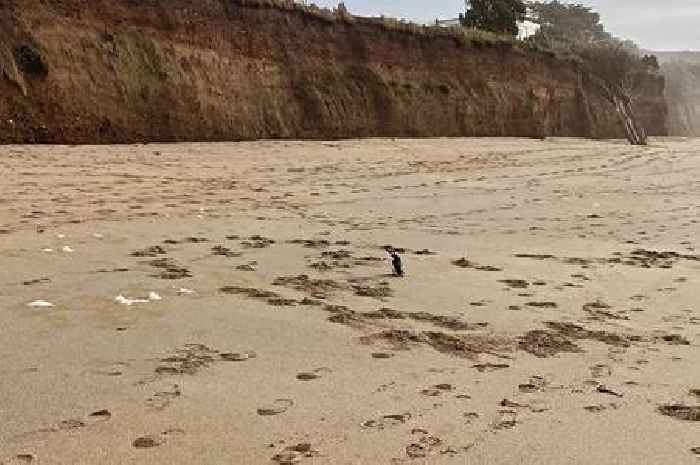 'Chilled out penguin' filmed on Praa Sands beach