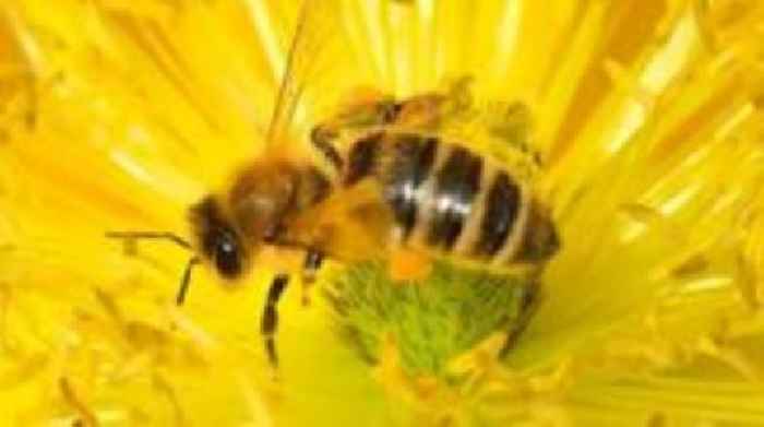 Bee-harming pesticides' emergency approvals to end