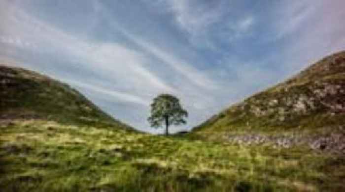 Charity 'proud' to get Sycamore Gap tree sapling