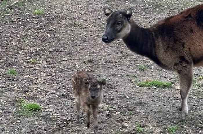 Adorable endangered deer calf is born at Colchester Zoo