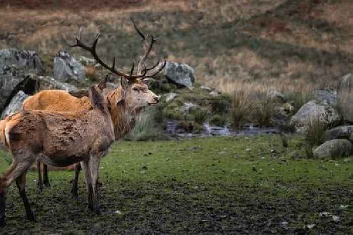 10 Scottish days out between Christmas and Hogmanay from husky rides to carnivals