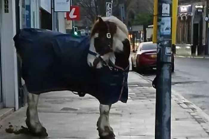 Horse tied to lamppost outside Edinburgh Greggs