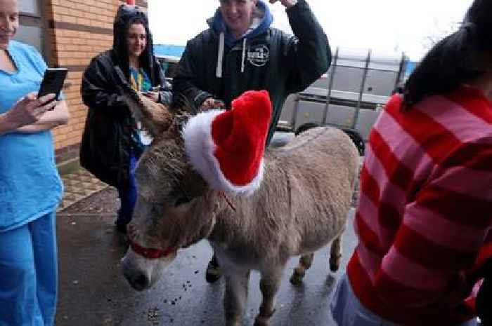 The lovely moment a petting zoo is set up at a hospital for ill children