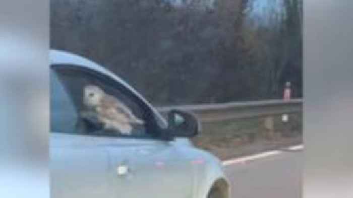 Watch: Barn owl perched on moving car