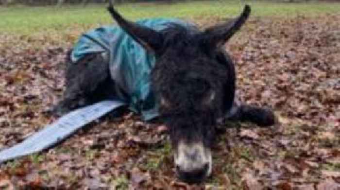 Donkey rescued in Abermule after tumble down slope