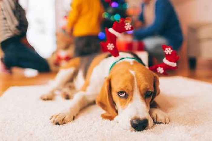 Vet issues warning over 'harmless' Christmas food that could damage your dog