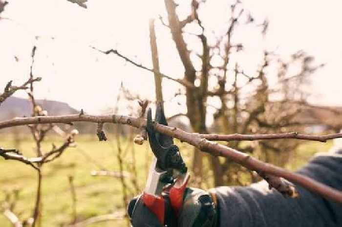 December winter pruning guide as trimming three plants brings 'vigorous' blooms