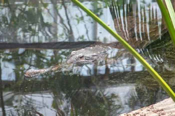 Paignton Zoo to reopen much-missed attraction