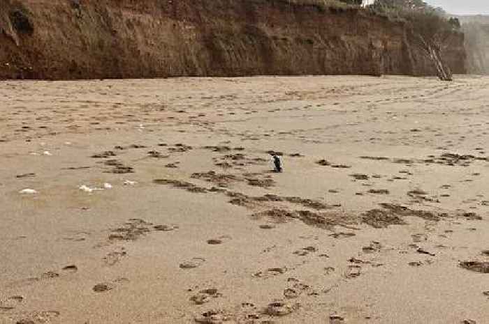 'Chilled out penguin' spotted on South West beach