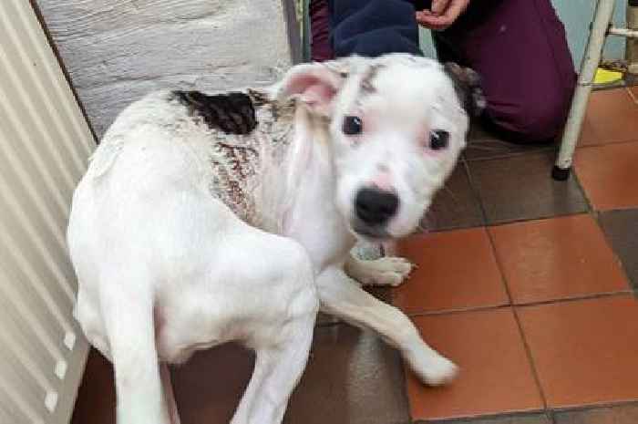 Puppy covered in scald burns gets new loving home in time for Christmas