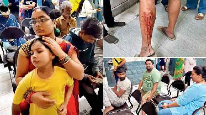 Vasai terror: Stray dog bites 35 in two hours