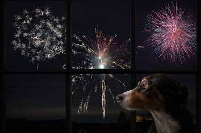 Calming pet stickers that 'stop dogs barking' perfect for New Year's Eve fireworks