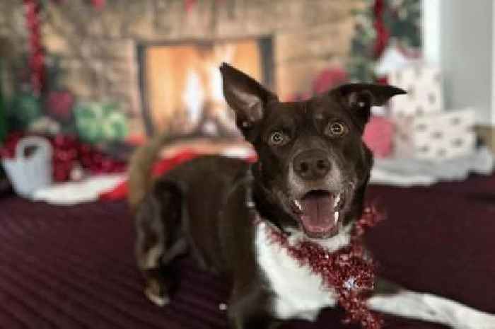 Rescue dogs receive pawsome Christmas presents from young prisoners