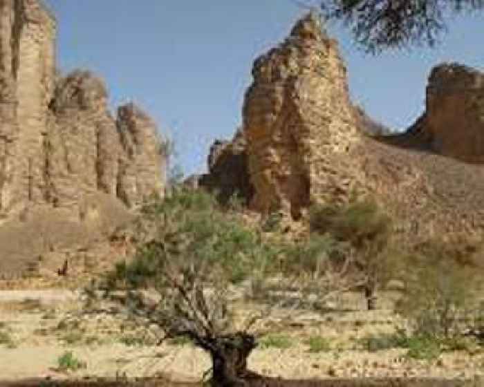 Tunisia women herb harvesters struggle with drought and heat