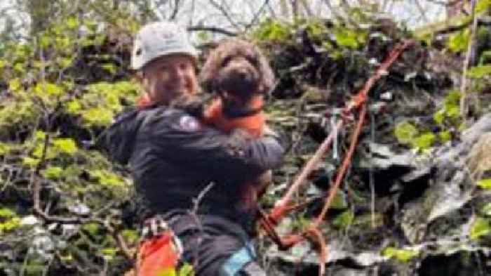 Stuck cockapoo freed by mountain rescue service