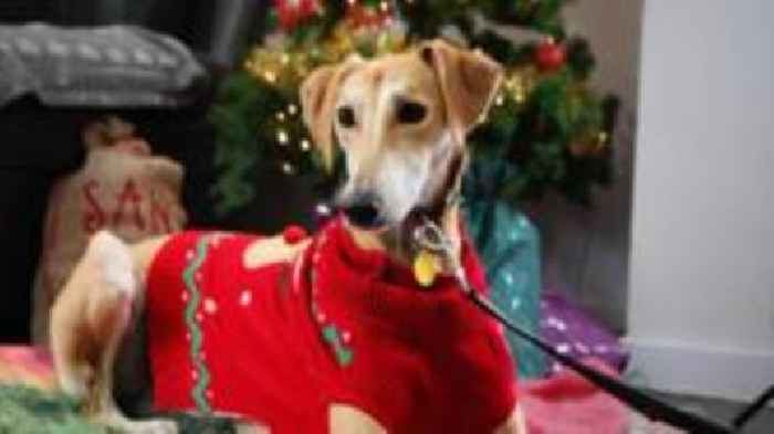 Season's treatings - dogs set for Christmas party