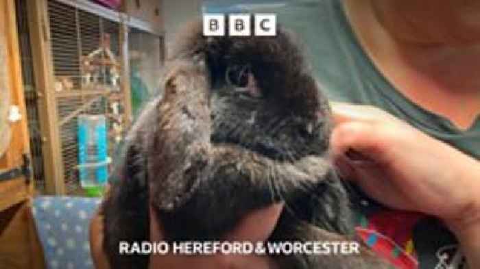 'Christmas miracle' for Worcestershire abandoned rabbits