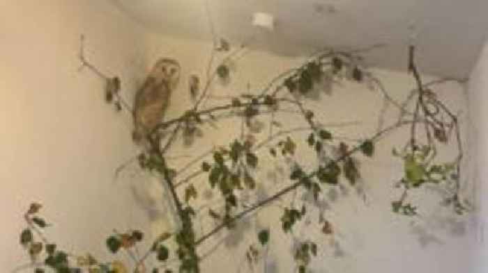 Barn owl caught in kite line 'very lucky' to be rescued