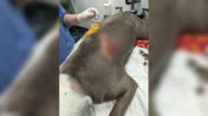 Pet ban for couple who left scalded dog untreated