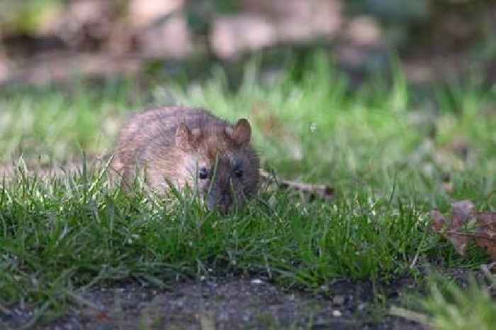 Nine ways to stop rats getting into your garden amid 'worst winter for invasions'