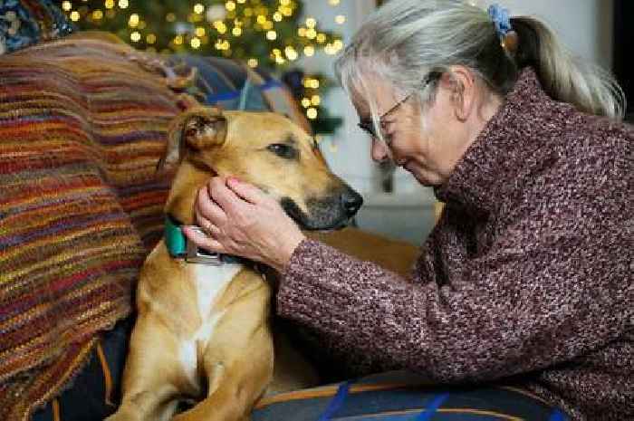 Dog who spent more than 1,000 days in RSPCA care enjoying first Christmas at home