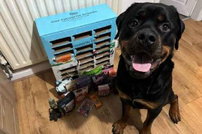 I bought the giant Pets at Home advent calendar for my dog worth over £75 - here's why I would do it again next year