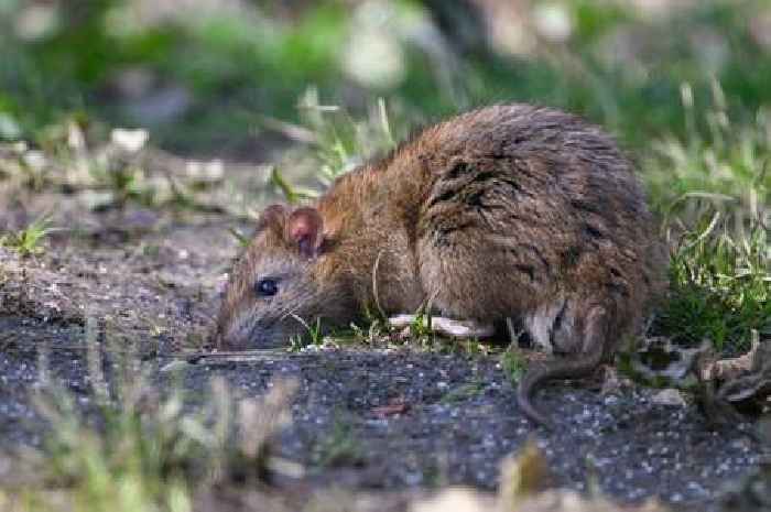 Experts give 9 ways to stop rats setting up home in garden amid 'worst ever winter' alert