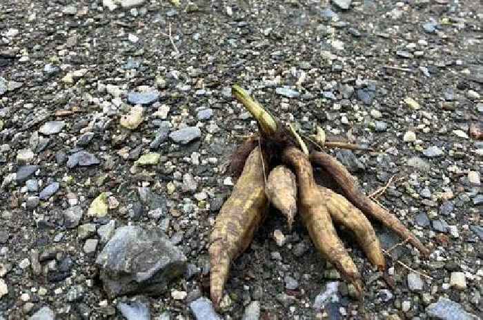 Toxic plant 'enough to kill a small dog or child' found near Newquay river