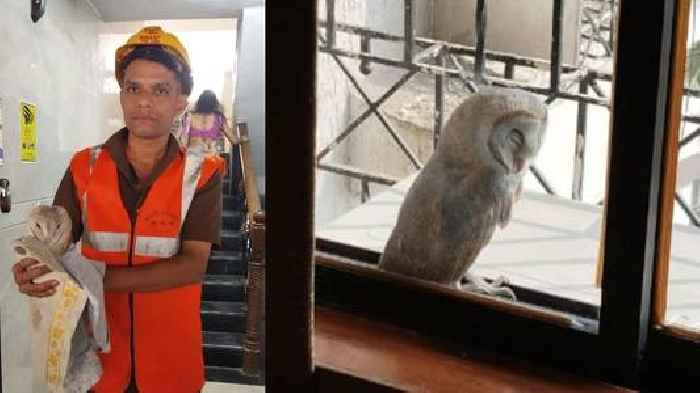 Thane: Owl rescued from eighth floor window of residential building